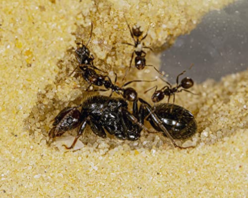 AntHouse - Natural sand ant farm - Acrylic T Kit 15x15x1-5cm - Image 4