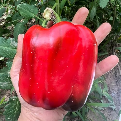 Bell Pepper Seeds, Urban Garden Plant, City Gardening Solution, Limited-Space Grower, Vertical Garden Addition 150pcs