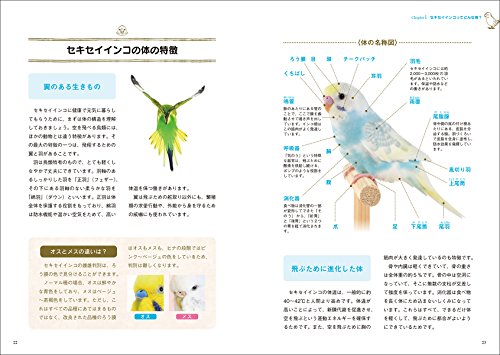 ここをチェック セキセイインコの雛をお迎えする時の注意点 選び方 雛選びで後悔した経験談 ころみっくすブログ