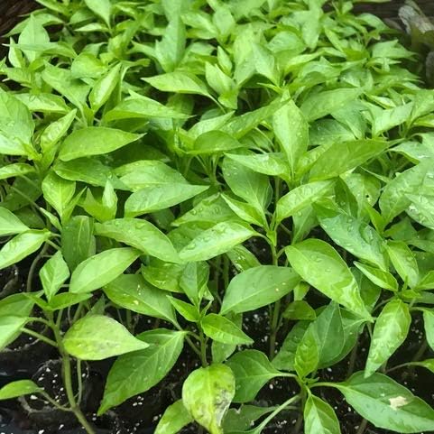 Chilli - Jalapeno (12)