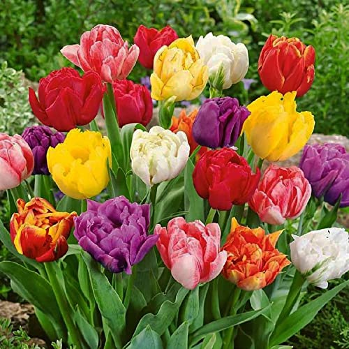 Set composto da bulbi di tulipani doppi misti di colore, i tulipani sono bulbi molto semplici da coltivare sia in giardino che in vaso e regalano splendide fioriture a partire dalla primavera questi fiori non hanno bisogno di cure particolari. La coltivazione dei tulipani può avvenire in giardino, in piena terra, oppure in vasi da collocare sul balcone o in terrazzo, è sufficiente che scegliere un luogo all’aperto