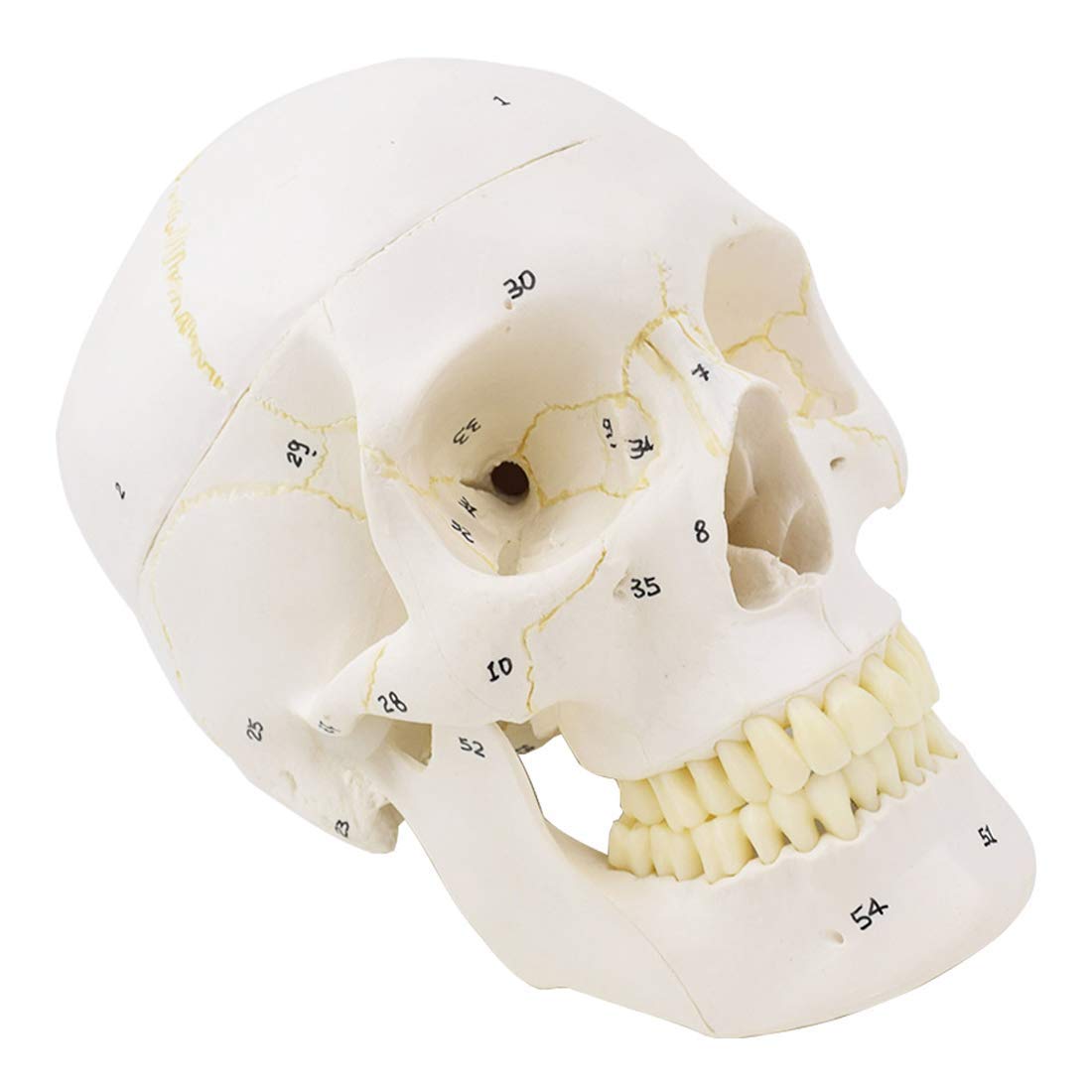 Model skóry, ludzka czaszka, model anatomiczny, naturalnej wielkości czaszka, logo cyfrowe, zdejmowane, edukacja medyczna, materiały edukacyjne
