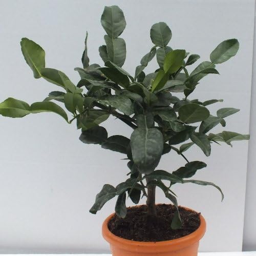 Cross Common Nursery Citrus 'Kaffir' Lime Bush