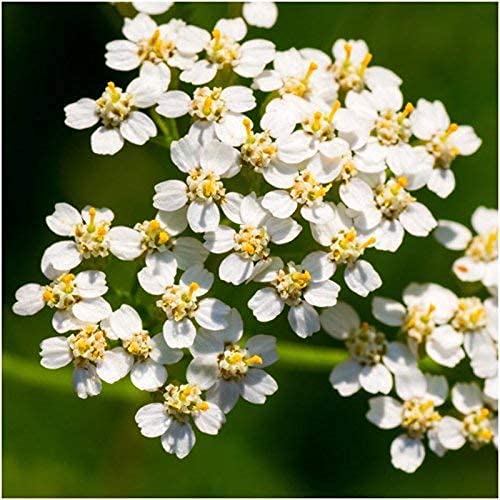 1Package Of 25000-500000 Seeds, Perennial Wildflower Mixture (100% Pure Live Seed) Non-Gmo Seeds (50G) #TOP2