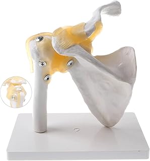 Anatomical Model for Shoulder Articulation， Medical Anatomic Shoulder Articulation Pattern with ligaments and baseuseful SaiFei