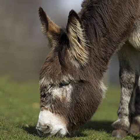 Donkey greeting card with sound inside. Card makes donkey noise when opened. Blank on the inside for any occasion. Manilla envelope included. Size 15cm x 15cm Cover