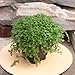 Soleirolia soleirolii, Baby Tears, Angel's Tears, Mother of Thousands, Peace in The Home, Ground Cover/Terrarium Plant, Dainty Leaves and Tiny White Flowers, ContainerSize: 3