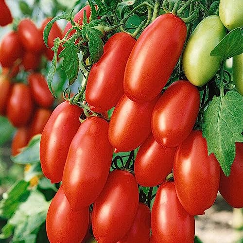 OrginBud San Marzano Short Vine Tomato Seeds - 30 Premium Heirloom Seeds, Compact Growth for Containers & Small Gardens, Non-GMO, Flavorful for Cooking & Salads, Red