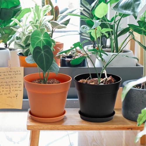 Monoture 8Pack 6In Plant Pots With Drainage Holes And Tray,Flower Pots For Indoor Plants Home Decor,Planters For Indoor Plants-Monstera、Aloe、Cactus,Nursery Plastic Plant Pot For Planting Mixed Color thumb #4
