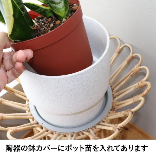 Amazon｜［植物・陶器の鉢・底上げパーツ3点セット］サンスベリア 4号 