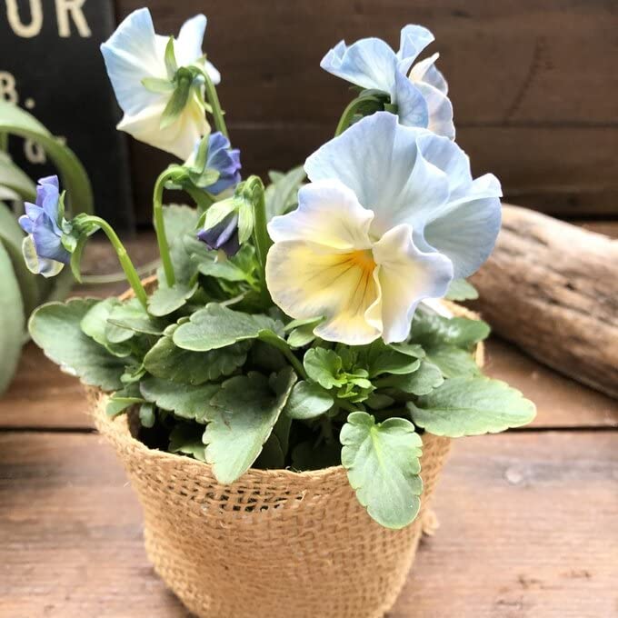 Amazon.co.jp: 2個セット シエルブリエ オリジナル品種 フリル咲き