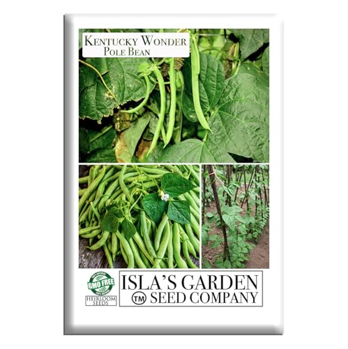 Kentucky Wonder Pole Bean Seeds (Phaseolus vulgaris) – 30+ Non-GMO