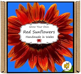 Grow Your Own Red Sunflower Plant Growing Kit. Gardening Gift for Men, Women or Kids.
