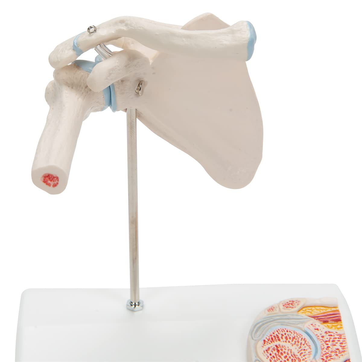 3B Scientific A86/1 Mini Articolazione della Spalla con Sezione Trasversale, su Base + software gratuito di anatomia - 3B Smart Anatomy