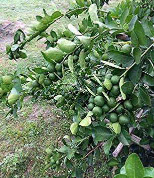 Germinazione I Semi: 500 Semi Thai Organic Key Lime, Citrus aurantiifolia, Limone