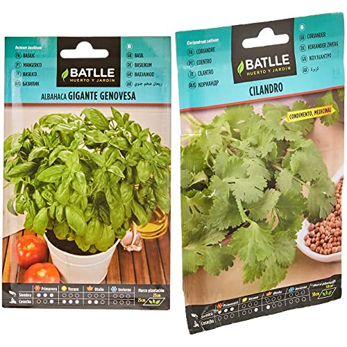 Semillas Batlle - Albahaca GIGANTE Genovesa, Color Verde & Batlle Semillas Aromáticas, Cilantro