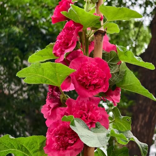 semi di malvarosa ornamentali decorazione biologici di malvarosa per luoghi soleggiati resistenti 2000pcs