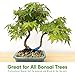 Bonsai Soil Mix by Tinyroots - All Purpose Bonsai Soil Mix Ready to Use Blend, Used for All Varieties of Bonsai Trees, 2.25 Quarts