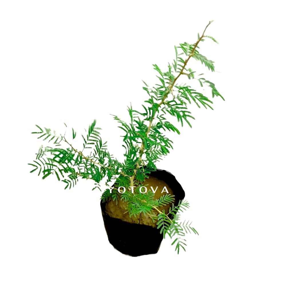 See full amazon price history chart for Yotova OD Live Shami Tree Prosopis Cineraria Plant Banni Maram Summy Dhaniushta Shami Patra Sami Plant Chikur Chonkar Paudha Jammi Chettu Jandi Khejri Parampu Somi ka Paudha Balcony Outdoor Gardening Yotova OD Live Shami Tree Prosopis Cineraria Plant Banni Maram Summy Dhaniushta Shami Patra Sami Plant Chikur Chonkar Paudha Jammi Chettu Jandi Khejri Parampu Somi ka Paudha Balcony Outdoor Gardening (B0C8J7Z1RK) Amazon Price History, Amazon Price Tracker