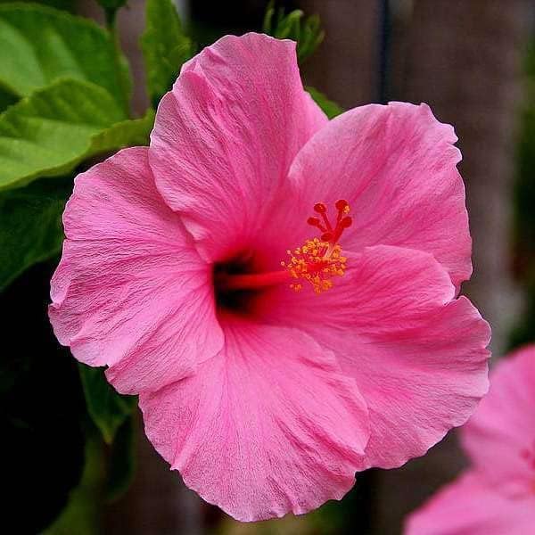 Image of Hibiscus Rosa-Sinensis Live Plant with Pot | Pink Gudhal Flowering Plant | Live Hibiscus Plant for Home Garden, Balcony & Terrace