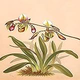 The Noble Dendrobium Dendrobium nobile is a member of the family Orchidaceae It is one of the 50 fundamental herbs used in traditional Chinese medicine where it has the name sh? h? (Chinese ) or sh? h