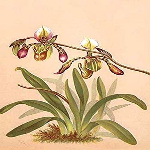 The Noble Dendrobium Dendrobium nobile is a member of the family Orchidaceae It is one of the 50 fundamental herbs used in traditional Chinese medicine where it has the name sh? h? (Chinese ) or sh? h