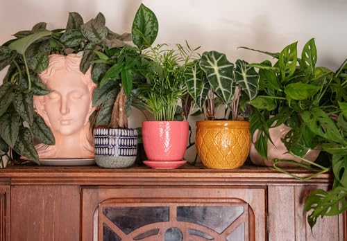 Image of American Plant Exchange Silver Splash Pothos - Live 6-Inch Potted Satin Pothos Vine, Easy-Care Air Purifying Houseplant, Fast-Growing Indoor Plant for Home, Office & Modern Tropical Indoor Decor
