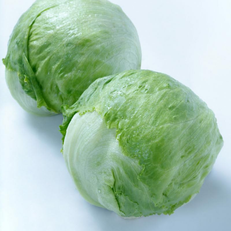 Willvine English Vegetable Green Lettuce-VNT-9M