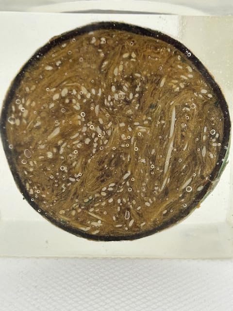 World's First Lion Feathery Golf Ball Cutaway - Conversation Piece Shows Historic Feather Core in Resin
