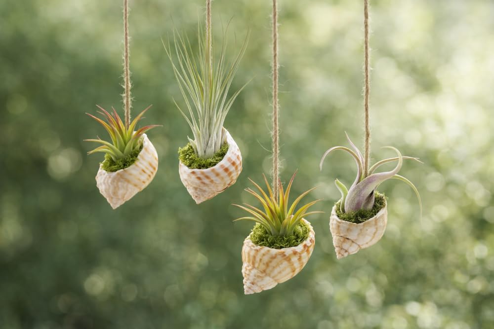 Lot de 20 Tillandsias (5 Variétés x4) – Plantes Aériennes 5–22 cm – Entretien Facile sans Terre – Broméliacées – Plantes Décoratives pour Maison, Terrarium, Bureau & Cadeau – Emballage Sans Plastique