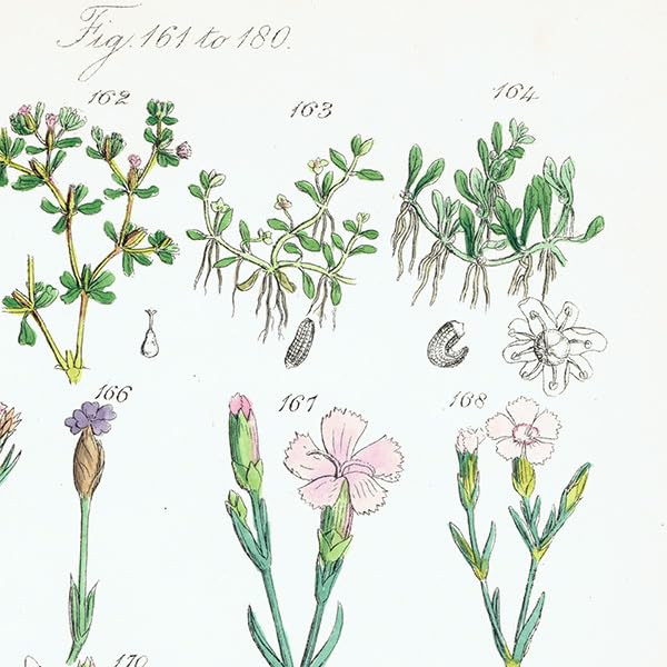 ★イギリス　ボタニカルアート　① Amazon.co.jp: イギリス アンティーク ボタニカルアート植物画