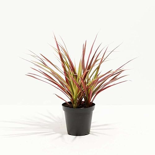 Miniatura 10 de Dracaena - Planta viva con margen rojo para interior  Diferentes plantas de interior en maceta de 4 y 6 pulgadas  Decoración de plantas de casa real