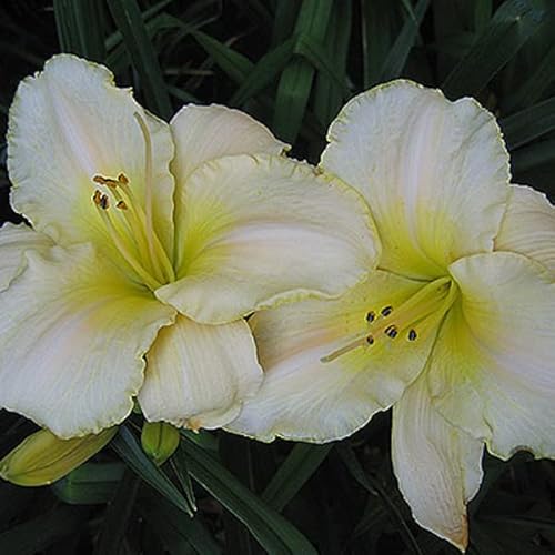 6 x Lis d'un jour, Hémérocalle 'Arctic Snow' - Hemerocallis - Godet 9x9cm - Fleurs blanches, floraison estivale, massifs