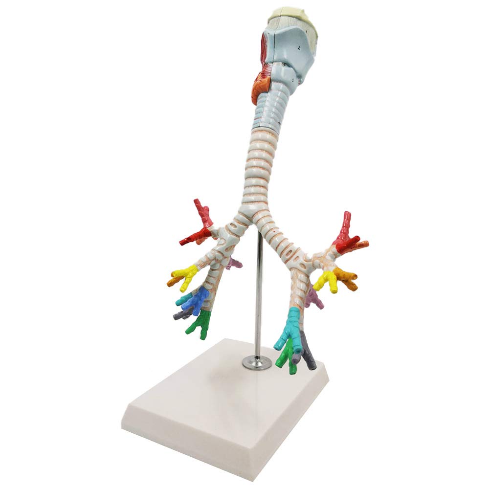 GLJTUO Human Larynx and Trachea Bronchial Tree Model Bronchopulmonary Laryngoscope Larynx Anatomical Model Medical Teaching Tool Toy for School Use,Medical Models & Educational Materials