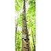 Guide Gear 20' Climbing Sticks