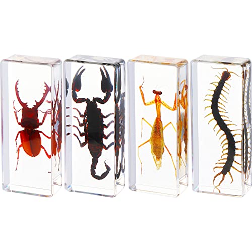 Maitys 4 Pcs Insect Specimen Bugs Collection Paperweights Preserved Insects in Resin Dead Animal Science Toys for Biology Preschool Science Kit Teacher School Display Discovery Supplies, 4 Styles
