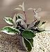 Strawberries & Cream Wax Plant - Hoya - Great House Plant - 4" Hanger Pot unique from jmbamboo