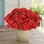 Red Daisy