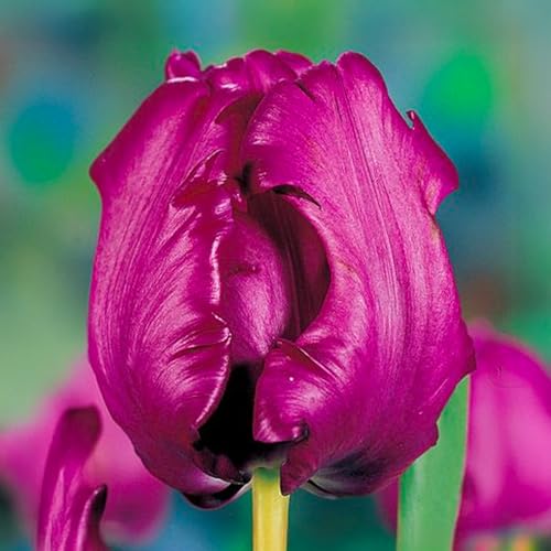 6 bulbes de Tulipes Perroquet ‘Parrot Prince' | Circonférence 12/+ cm | Bulbes provenant des meilleurs producteurs néerlandais | Sélection exclusive et contrôle qualité | Floraison garantie.