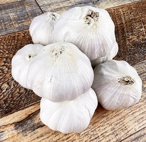 Heirloom Hardneck Music Seed Garlic Bulbs for Planting New Crop