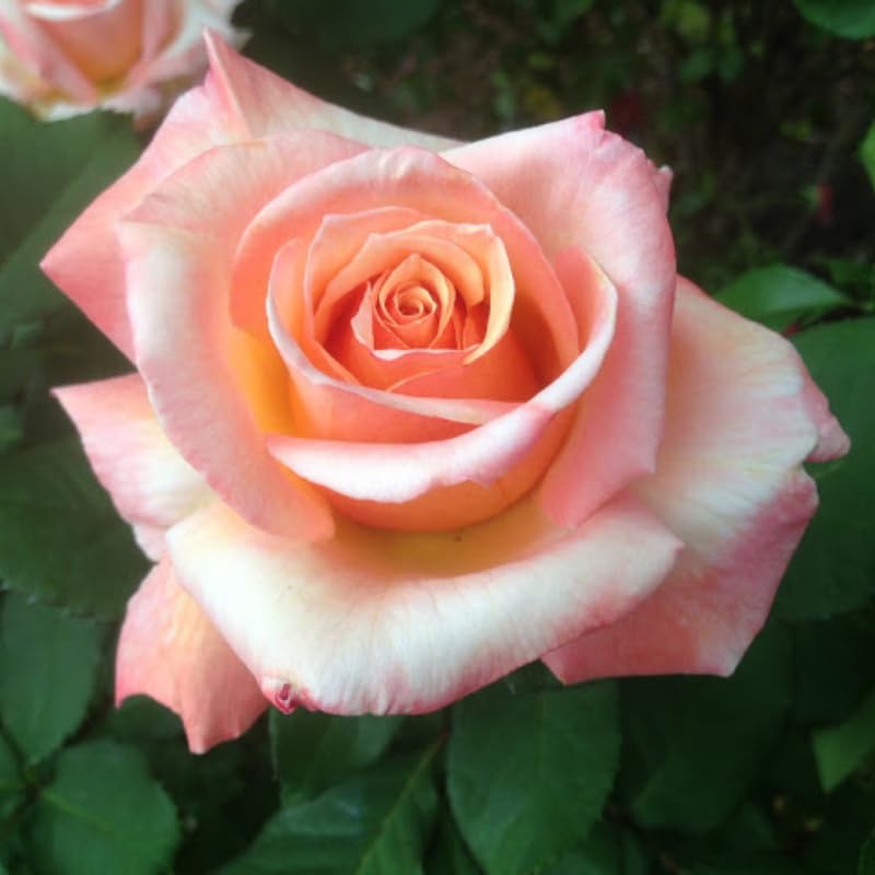 Amazon.com : Rose Plant Live, Hybrid Tea Rose Bush Live Plant, 5-9