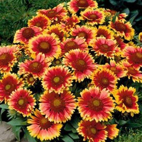 Golden Hills Farm® (AVG 50-500) seeds Gallardia-2 Flower seeds (B084T49N1X) Amazon Price History, Amazon Price Tracker
