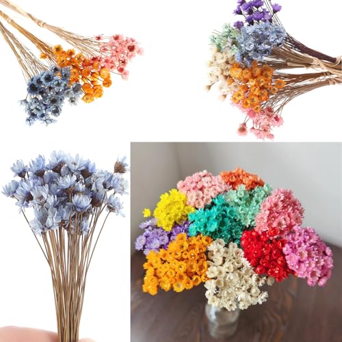 300PCS Flores Secas Pequeñas Margarita Estrella Brasileña miniatura 4