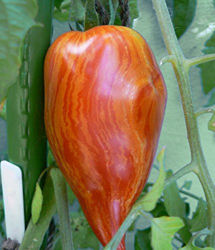 Nema Speckled Roman Organic Heirloom Tomato Seeds - 100 Pcs (B07BJJWQHK) Amazon Price History, Amazon Price Tracker
