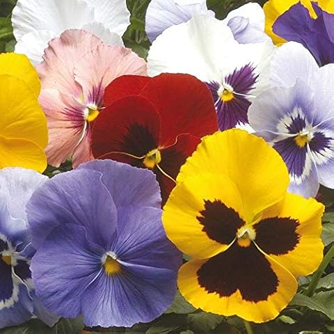 12x Garden Ready Autumn and Winter Flowering Pansy Bedding Plants Cover