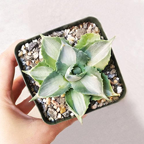 Agave Isthmensis Ohi Raijin Shiro Nakafu Variegated Dwarf Butterfly (3.5 Inch) #TOP5