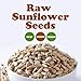 Food to Live Sunflower Seeds, 8 Pounds – Non-GMO Verified, Kernels, No Shell, Kosher, Raw, Vegan, Sirtfood, Bulk