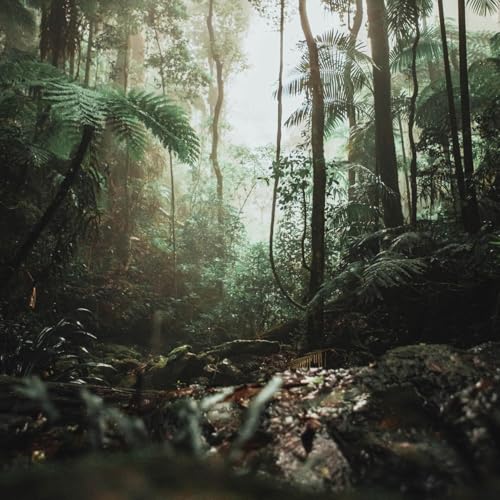 Rainforest Sound Therapy Group