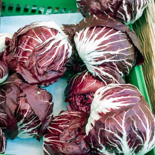 semillas de achicoria resistentes - balcón jardín 800pcs