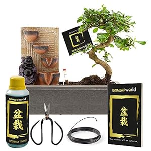 Bonsaiworld Bonsai Boompje – LED Boeddha Waterval Set – Bonsai Starters Kit – 10 jaar oud – Hoogte 30-35 cm